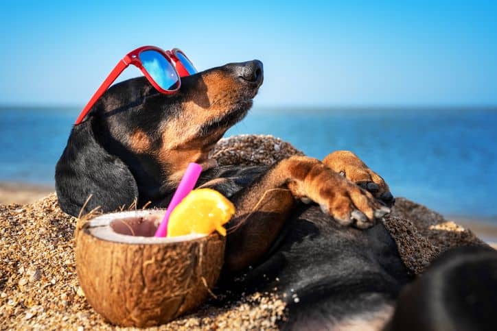 Dog enjoying the beach